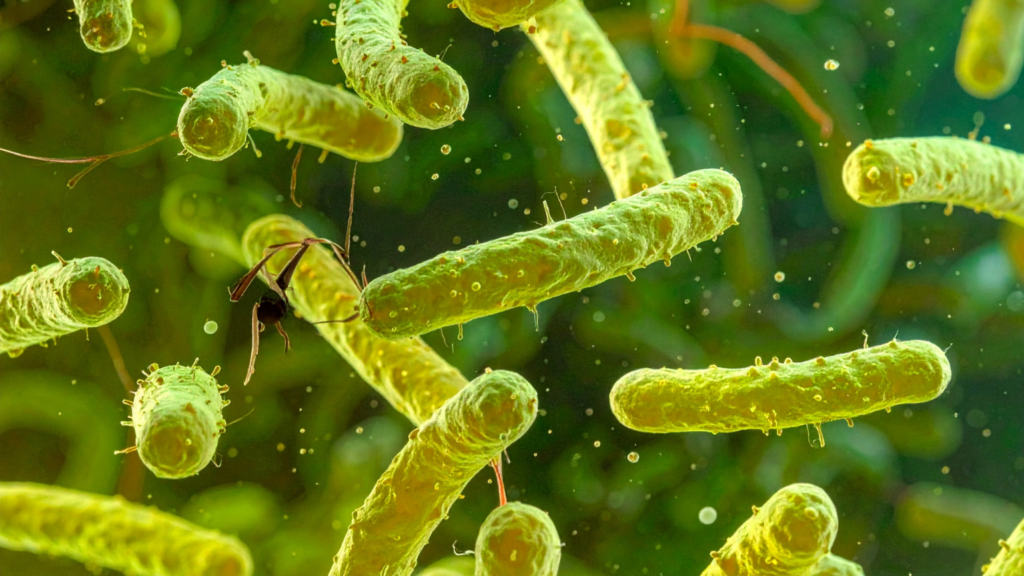A graphic representing bacteria